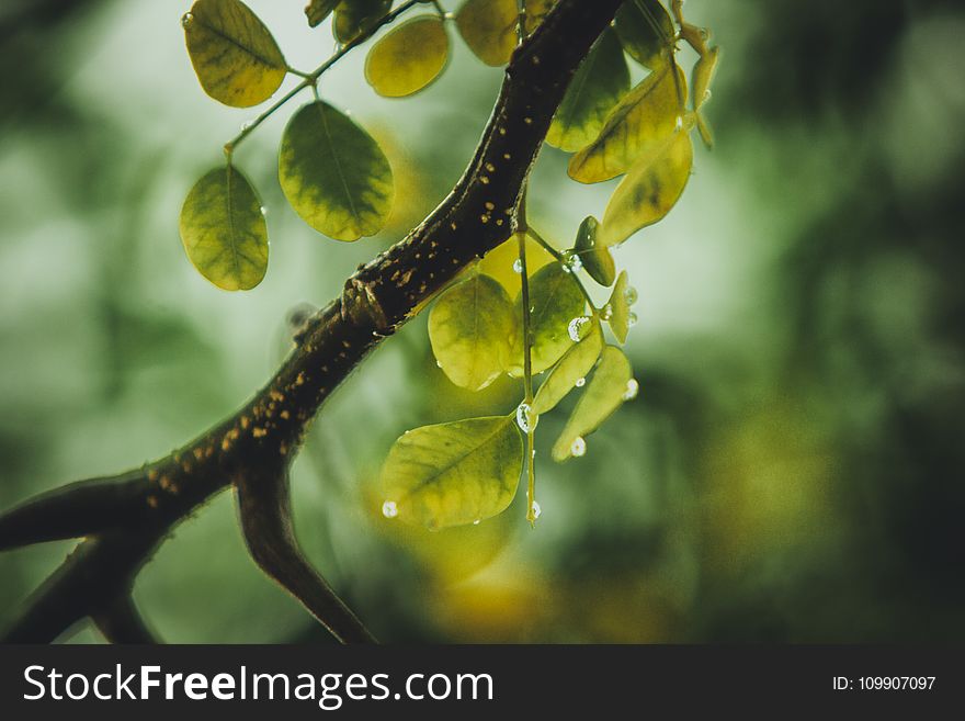 Branch, Dew, Green