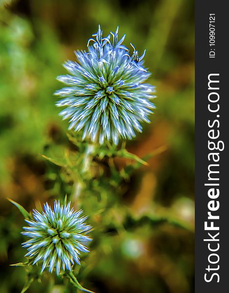 Purple And Green Petaled Flower