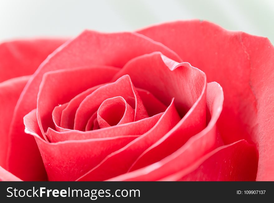 Close-Up Photography Of Flower