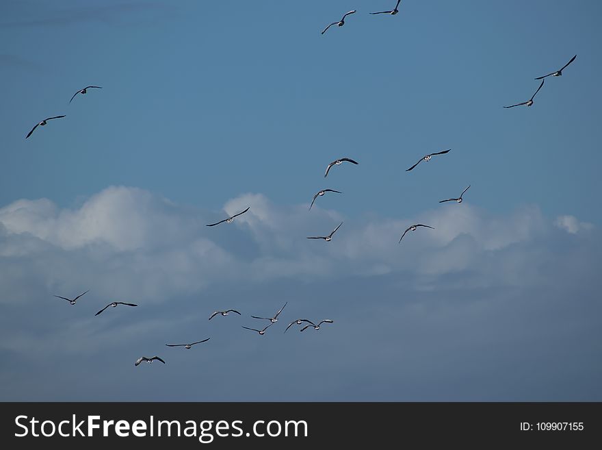 Flock of Birds Flying