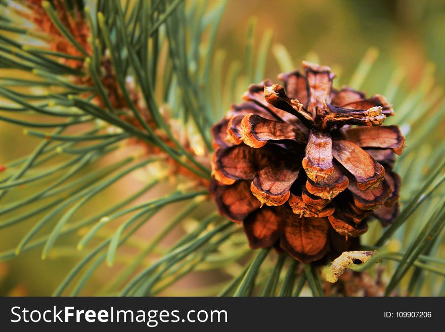 Selective Focus Photography of Conifer Cone