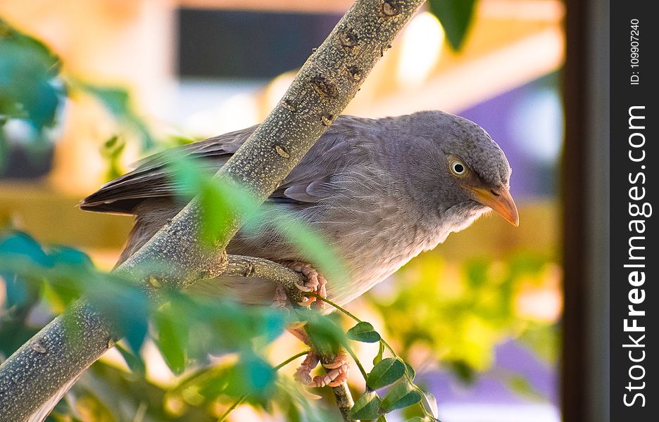 Gray Bird Perched On Tree Branch