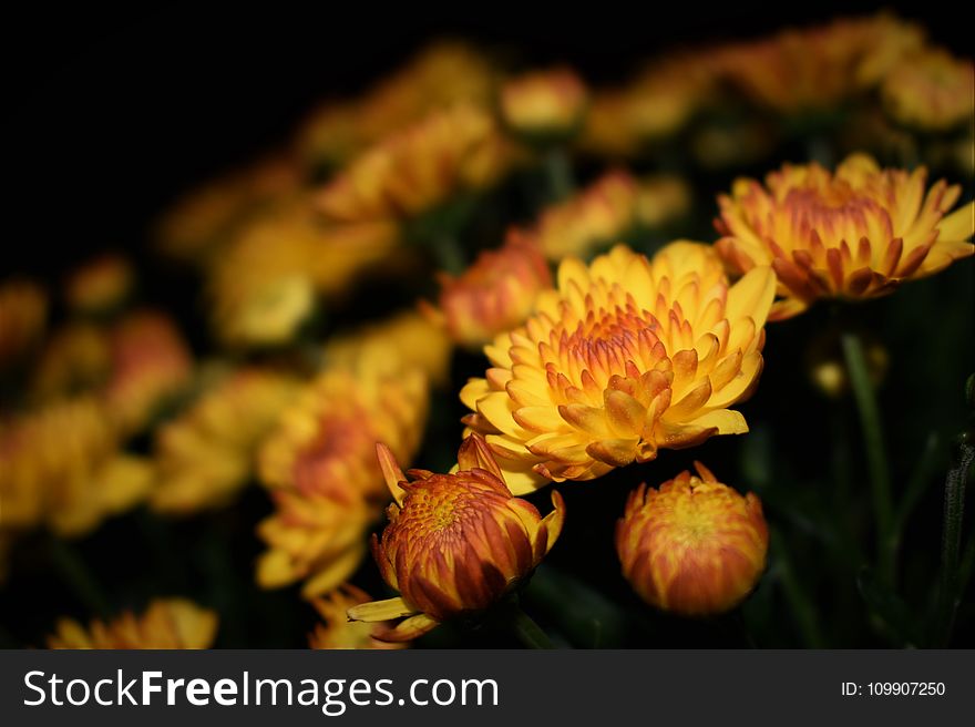 Selective Focus Photography Of Yellow Petaled Flower