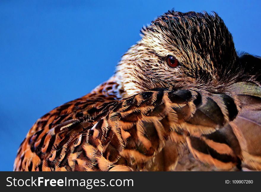 Brown Feathered Bird in Macro Shot