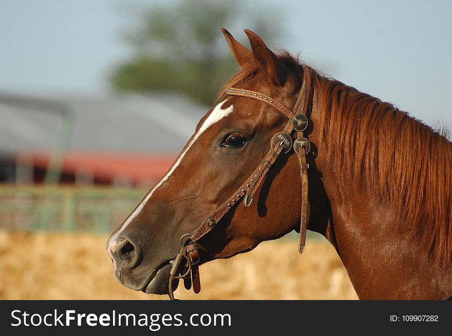 Close Up Photo Of A Brown Horse