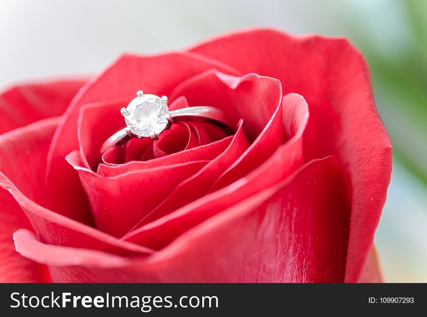 Silver Diamond Embed Ring on Red Rose
