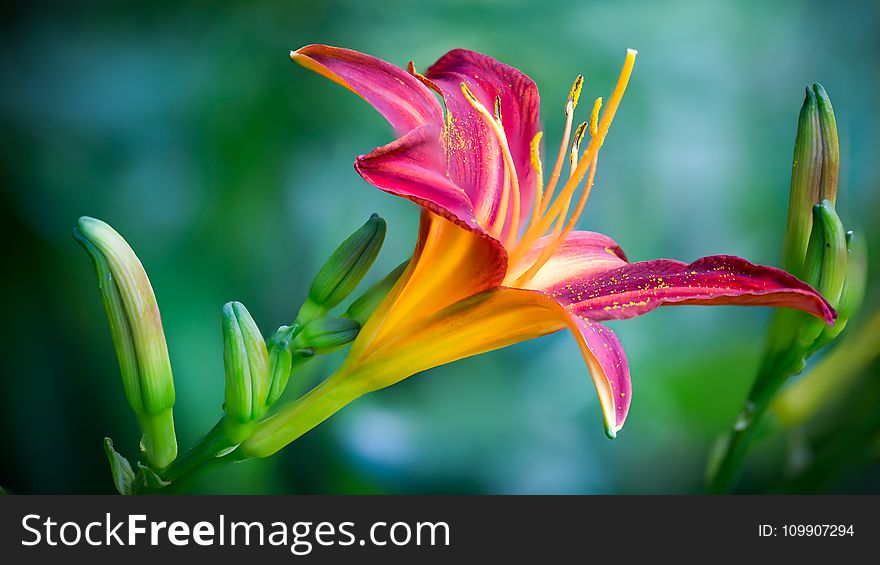 Pink And Yellow Lily Flower In Closeup Photo