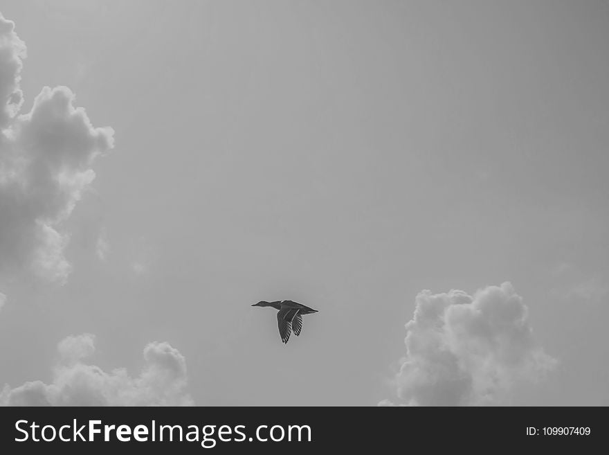 Black Goose Flying