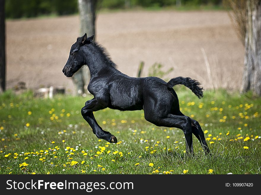 Black Horse Running on Grass Field With Flowers