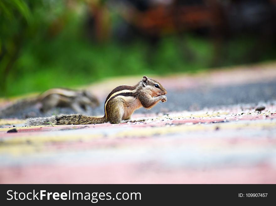 Close-up Photography of a Squirrel