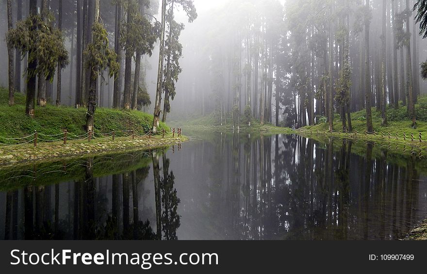 River Between Trees and Grass