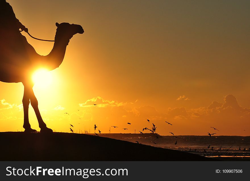 Silhouette Photography Of Man Riding Camel Overseeing Orange Sunset And Flock Of Birds