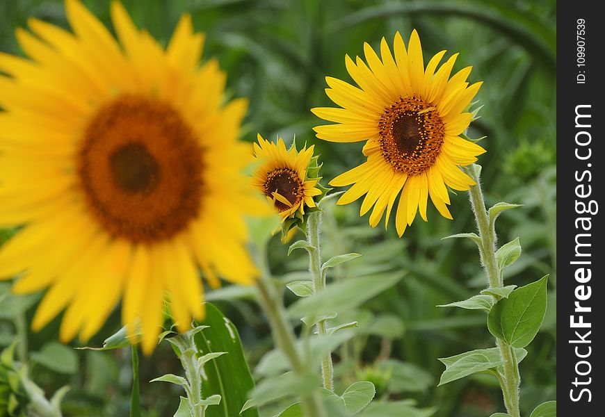 Sun Flower In Tilt Shift Lens