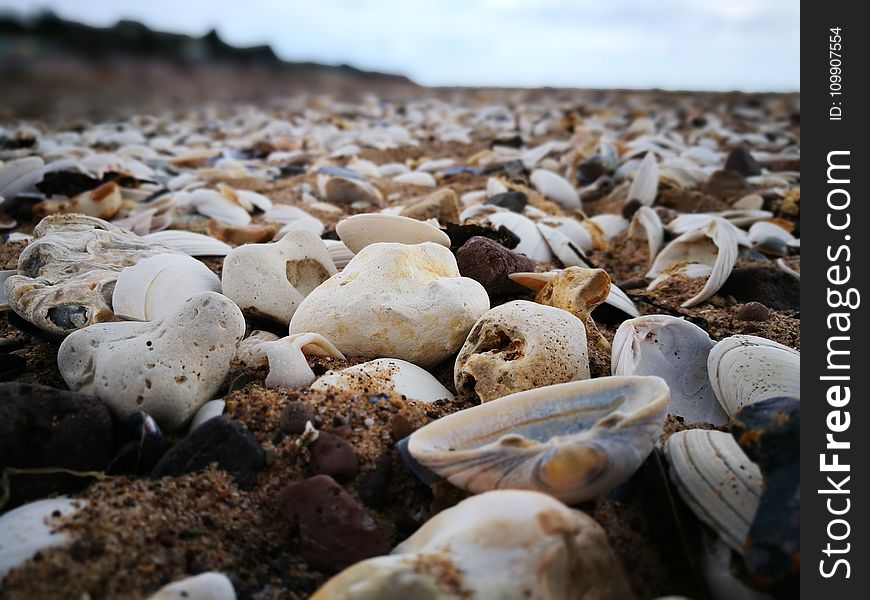 Seashell And White Stones On Seashore