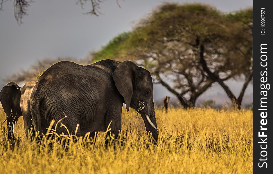 Black Elephant On Grass Field