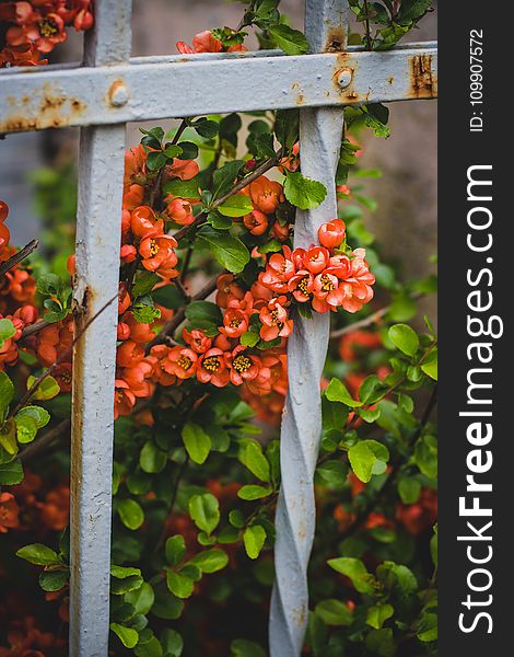 Pink Petaled Flowers Behind White Metal Fence