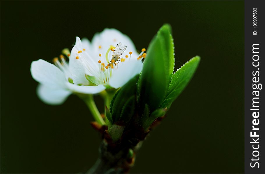 Close-up White Petaled Flower