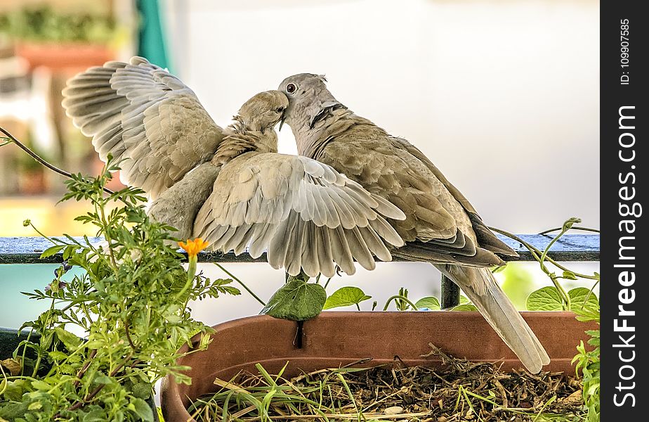 Two Brown Feathered Birds Perched on Black Metal Bar Near Green Plant at Daytime