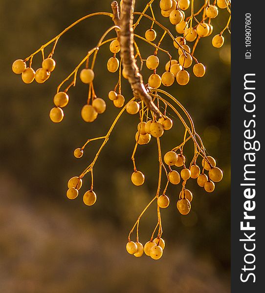 Round White Fruits