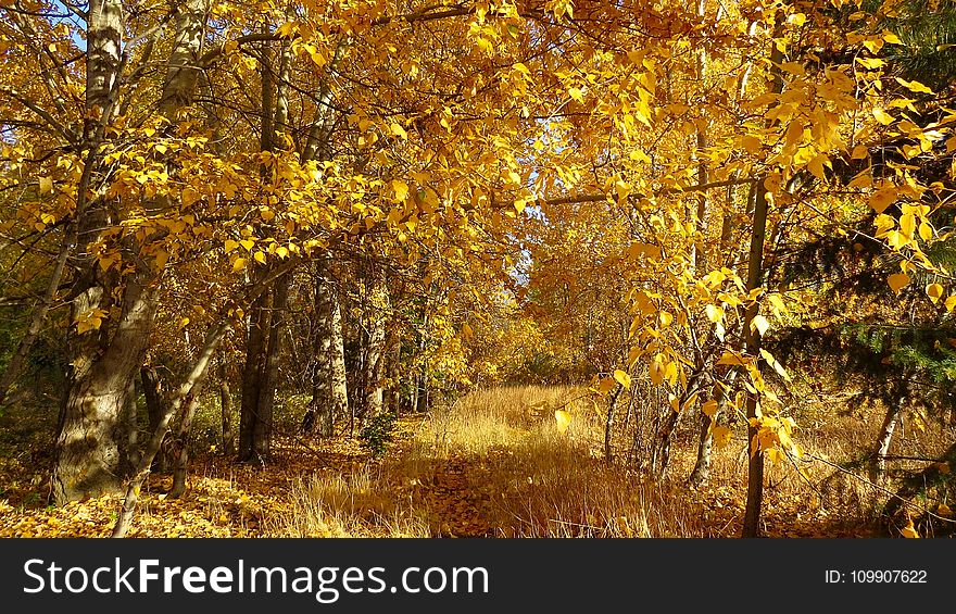 Yellow Trees at Day Time