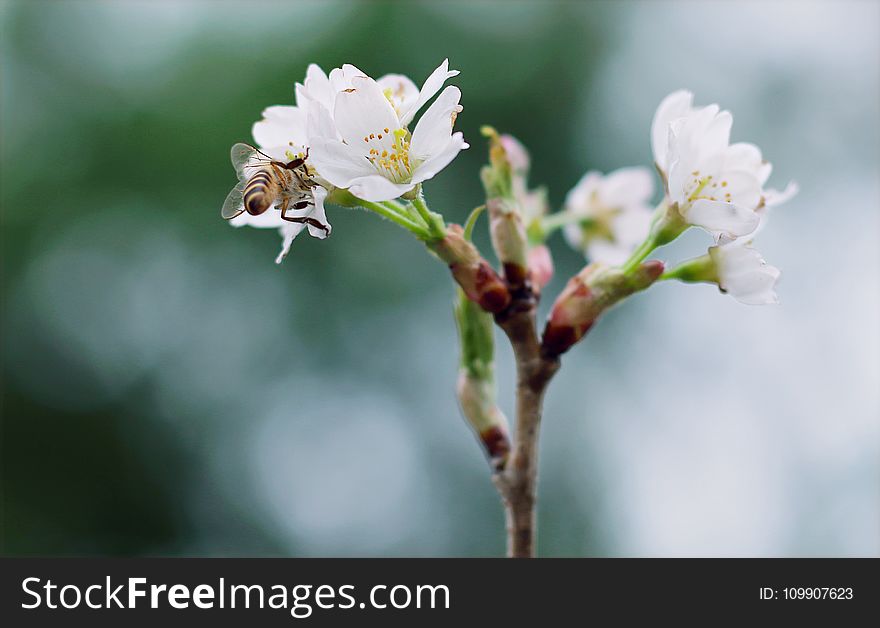 White Clustered Flowers With Bee On Top