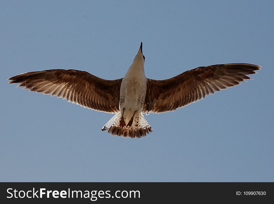 Bird Flying