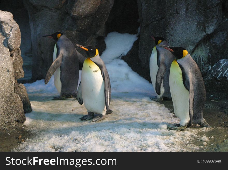 Four King Penguins