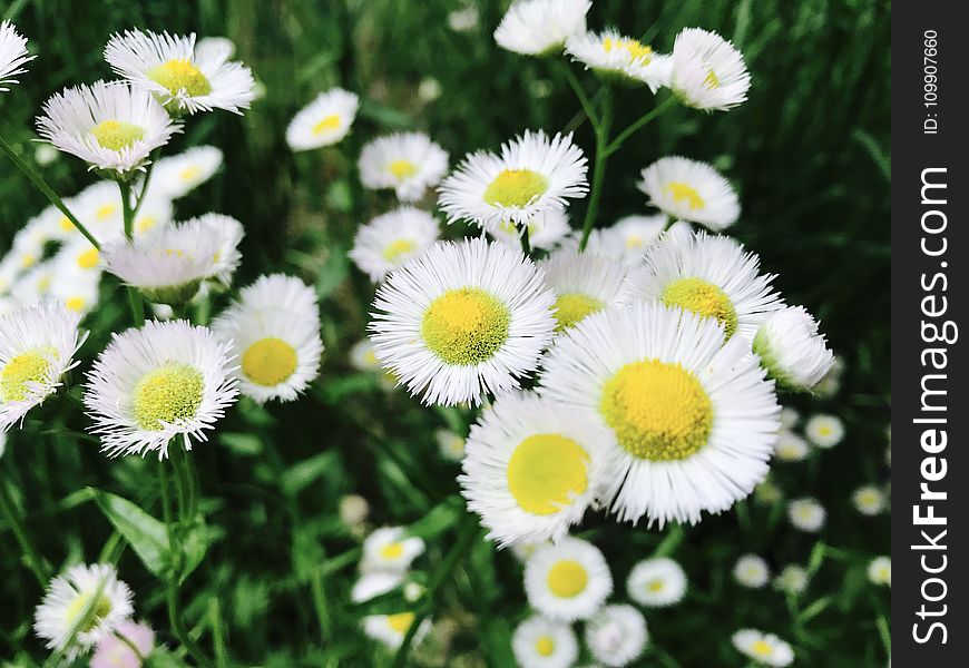 Asters Flowers