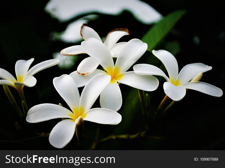 White Flowers