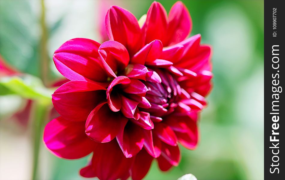 Selective Focus Photography of Red Dahlia Flower