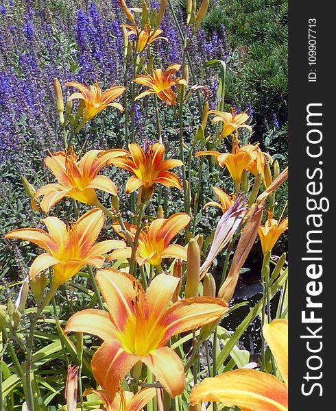 Orange Daylily Flowers in Bloom