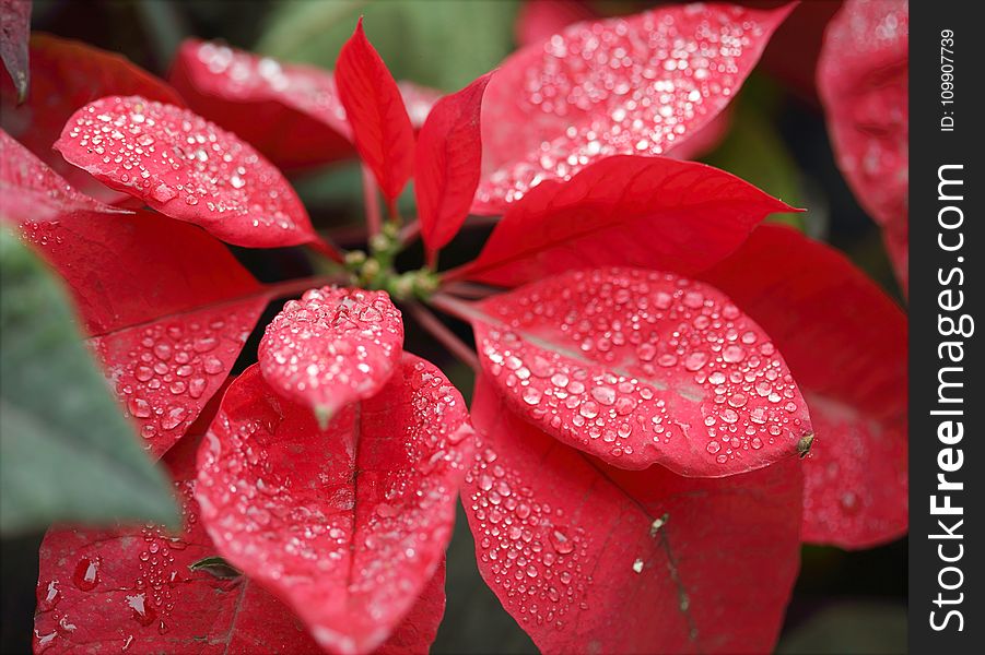 Closeup Photography Of Red Poinsettia With Water Droplets