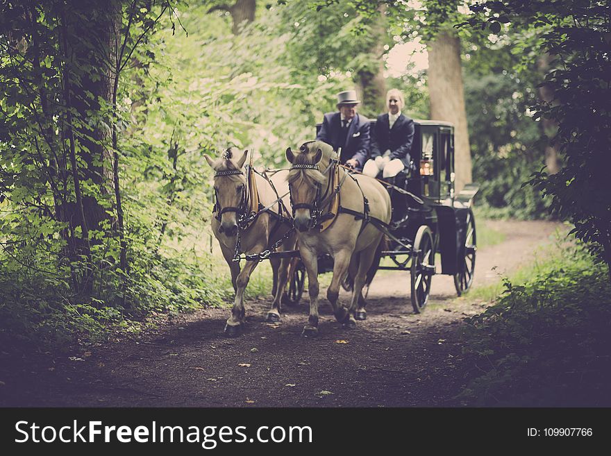 Two Man On A Carriage With Horse