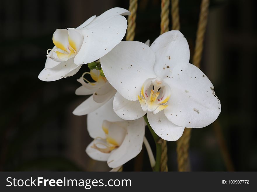 White Moth Orchid Flower