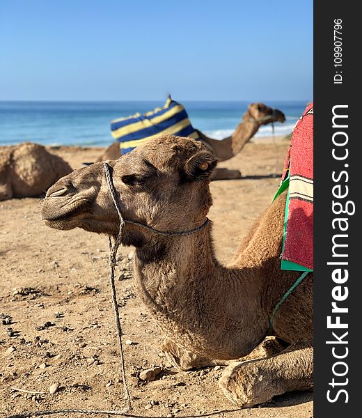 Camel Resting By The Shore