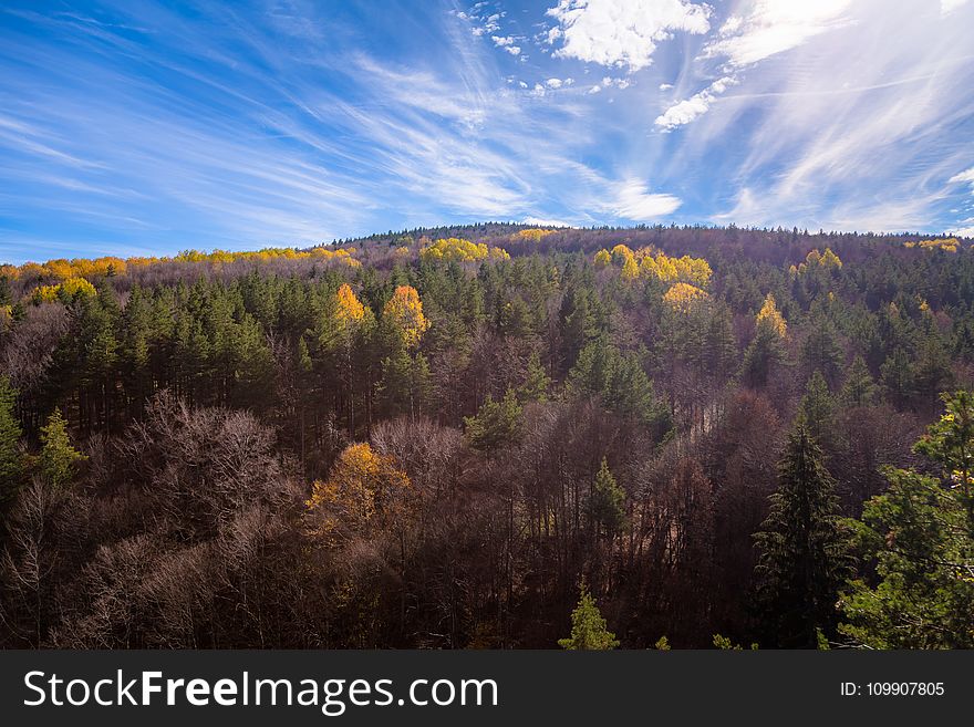 Aerial Shot Of Trees During Fall Season Under Blue Sky