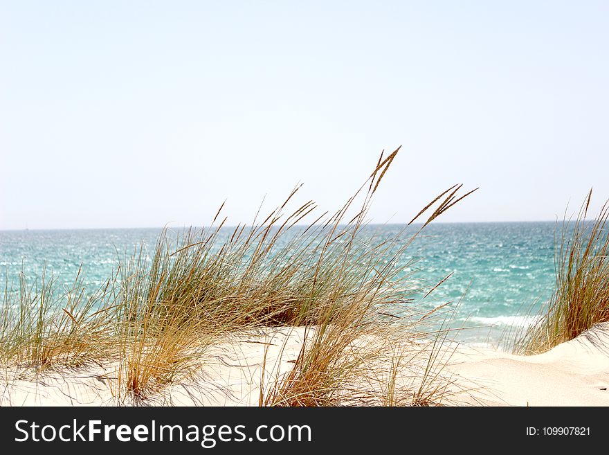 Grass Beside The Sea