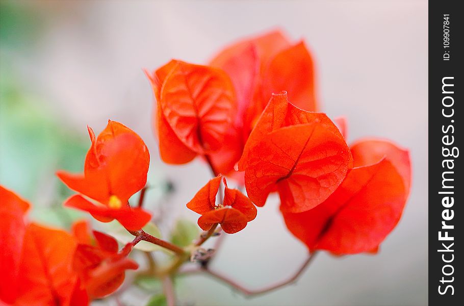 Red Flowers Photo