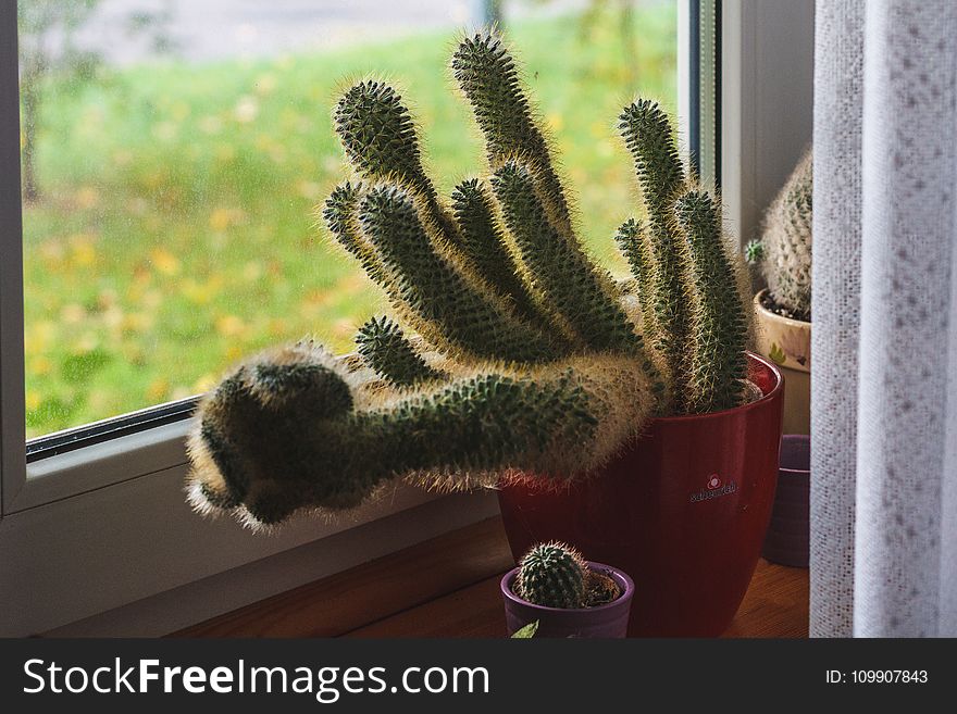 Green Cactus Potted Plant