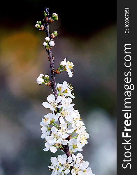 White Petaled Flower Photography