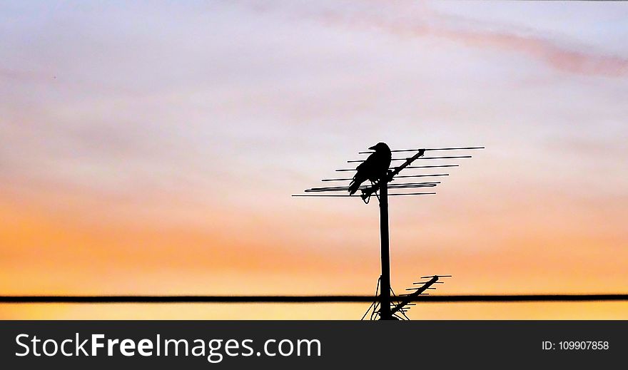 Crow On Antenna During Sunset