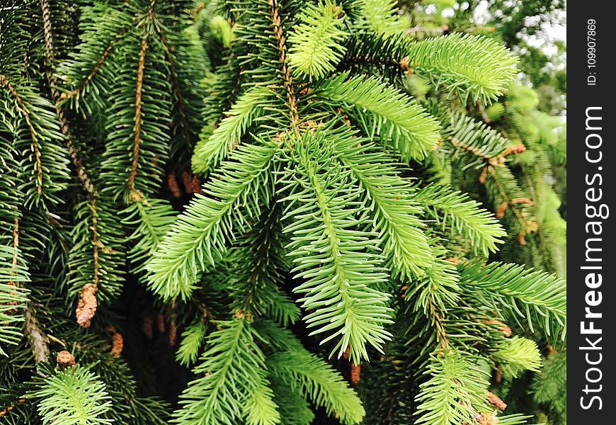 Closeup Conifer Tree