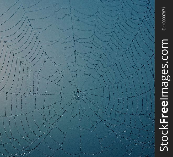 Closeup Photo of Spider Web With Dew Drops