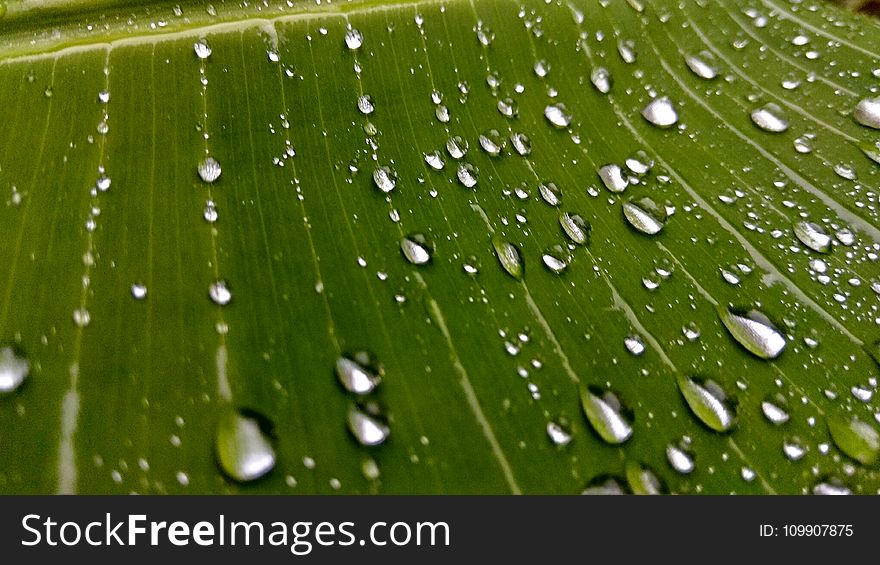 Banana, Tree, Clean