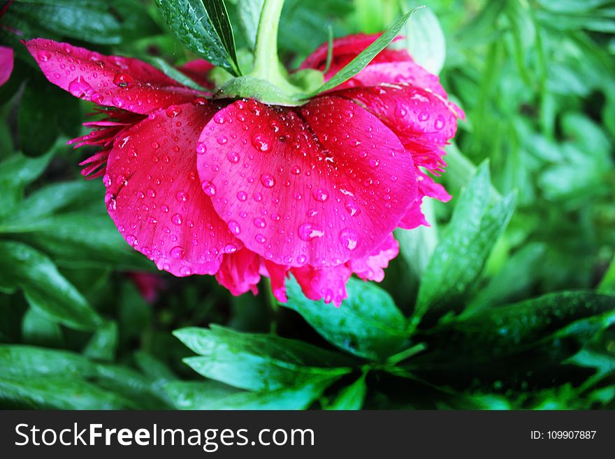 Pink Peony Flower in Closeup Photography