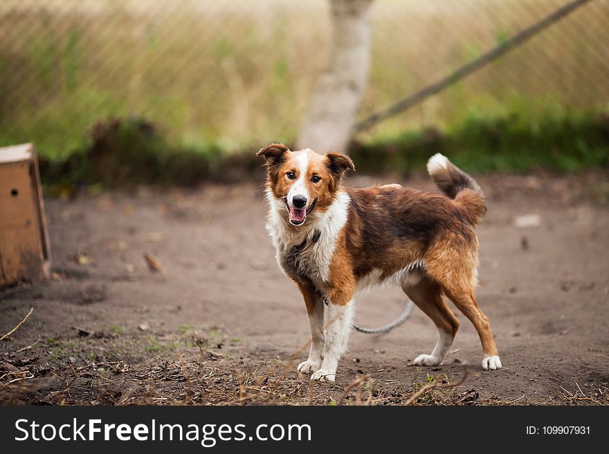 Border Collie Outdoor Near Brown Wooden Dog House