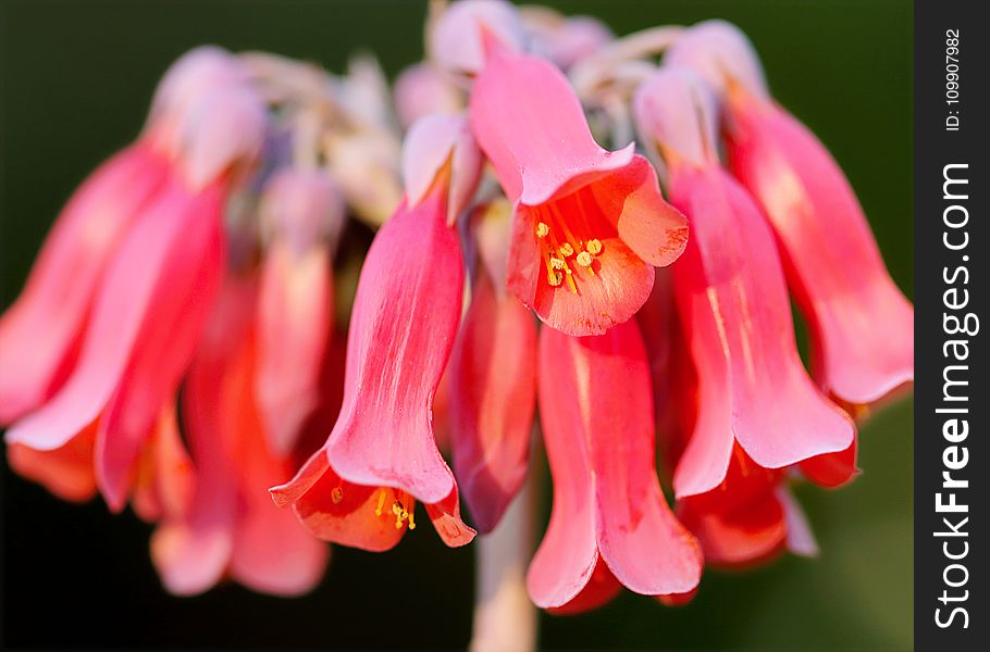 Close Up Photography Of Pink Flowers