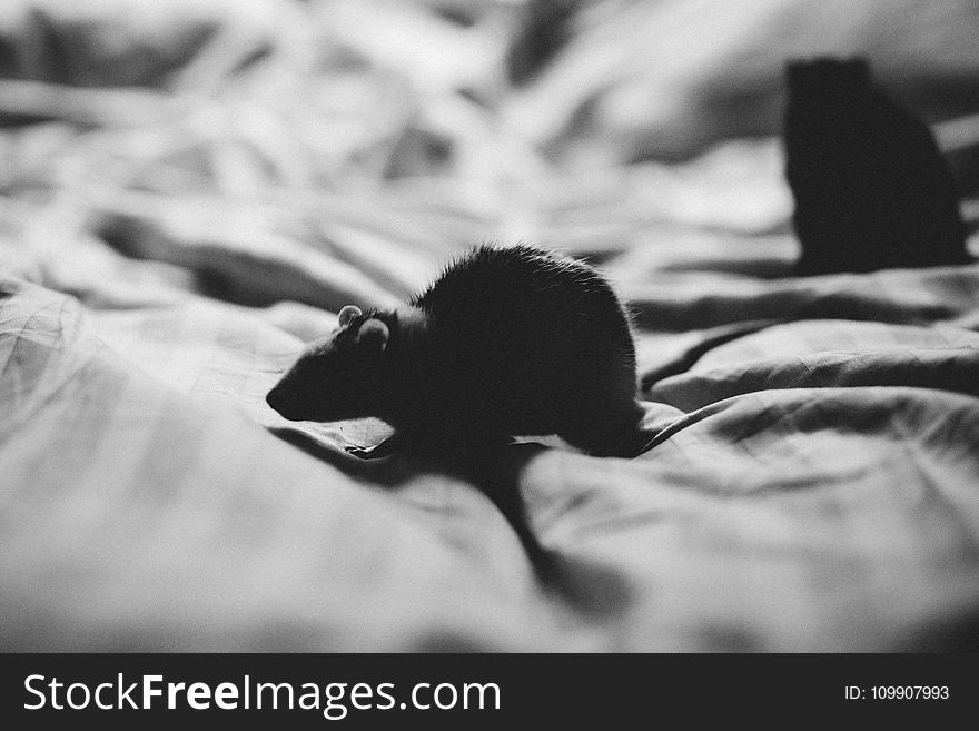 Grey Scale Photo of Mouse in Textile
