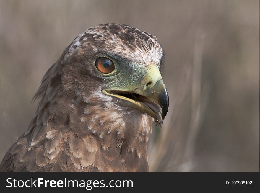 Closeup Photo of Falcon
