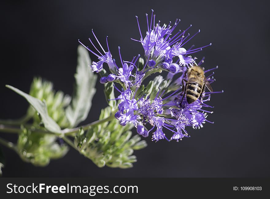 Honeybee Perched On Purple Petaled Flower Closeup Photography